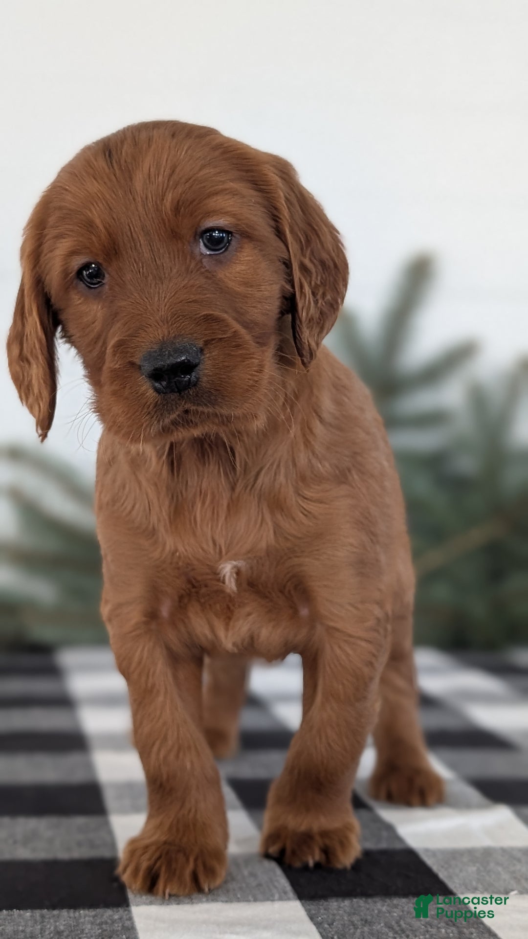 Irish Setter dogs for sale: Echo - Ad 8