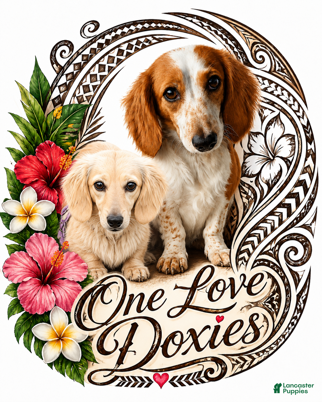 Miniature Dachshund dogs Teddy - Ad 2