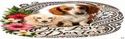 Miniature Dachshund dogs for sale: Teddy - Ad 2