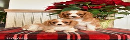 Cavalier King Charles Spaniel dogs for sale: Lilly - Ad 3