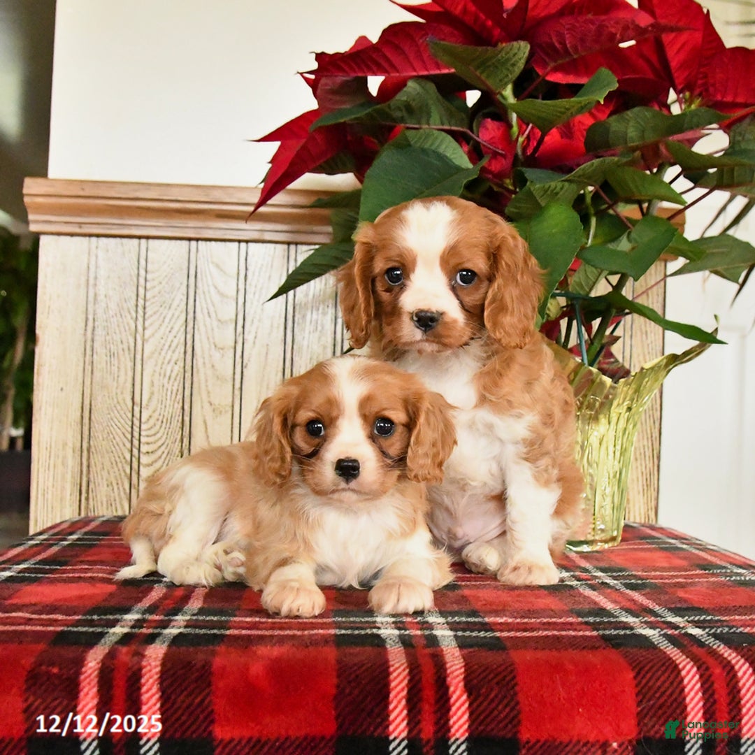 Cavalier King Charles Spaniel dogs for sale: Lilly - Ad 3