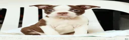 Boston Terrier dogs for sale: Misty - Ad 6