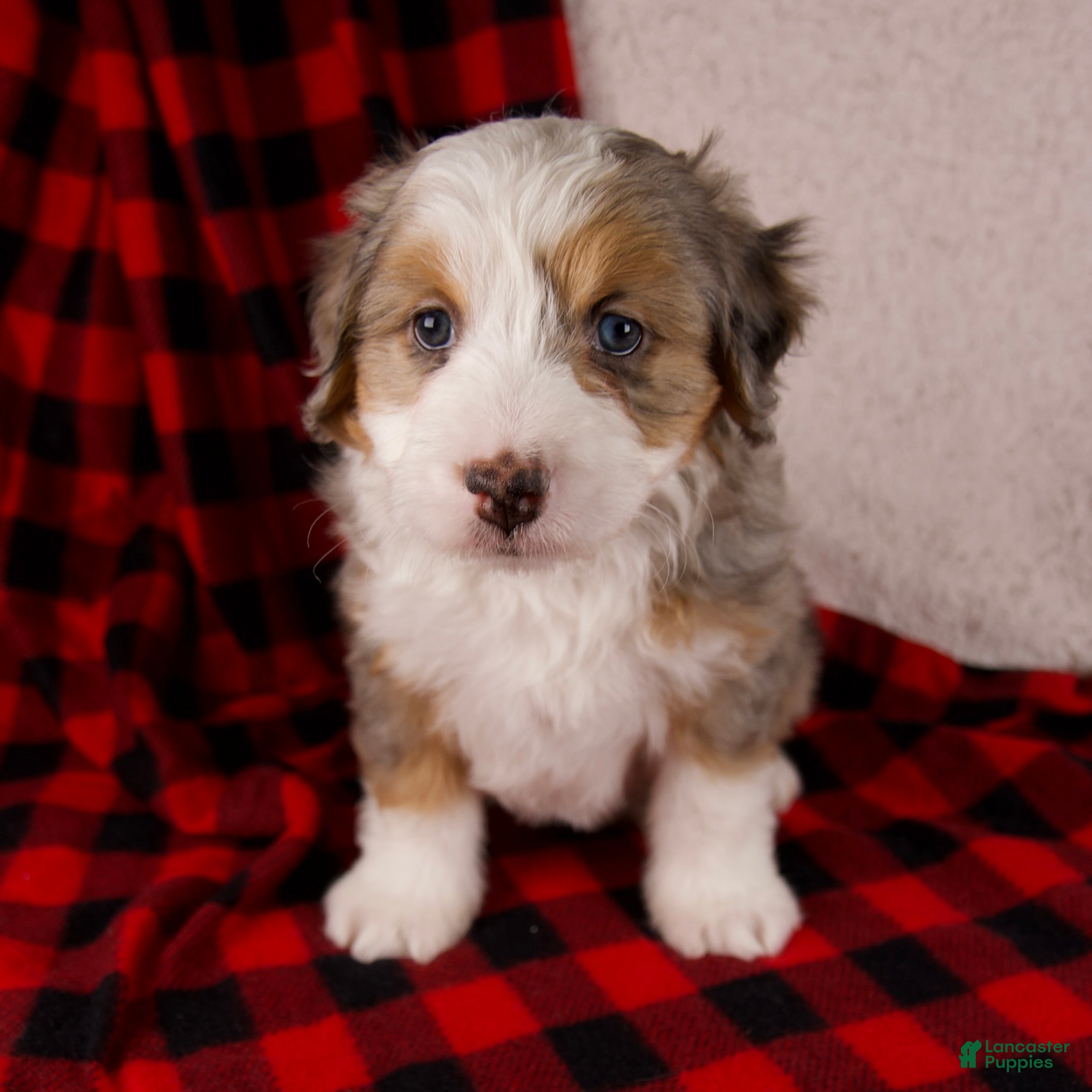 Mini Bernedoodle dogs Angel Girl - Ad 3