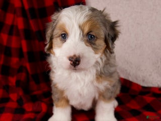 Mini Bernedoodle dogs Angel Girl - Ad 3