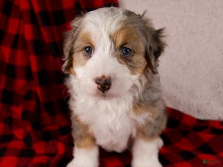 Mini Bernedoodle dogs Angel Girl - Ad 28