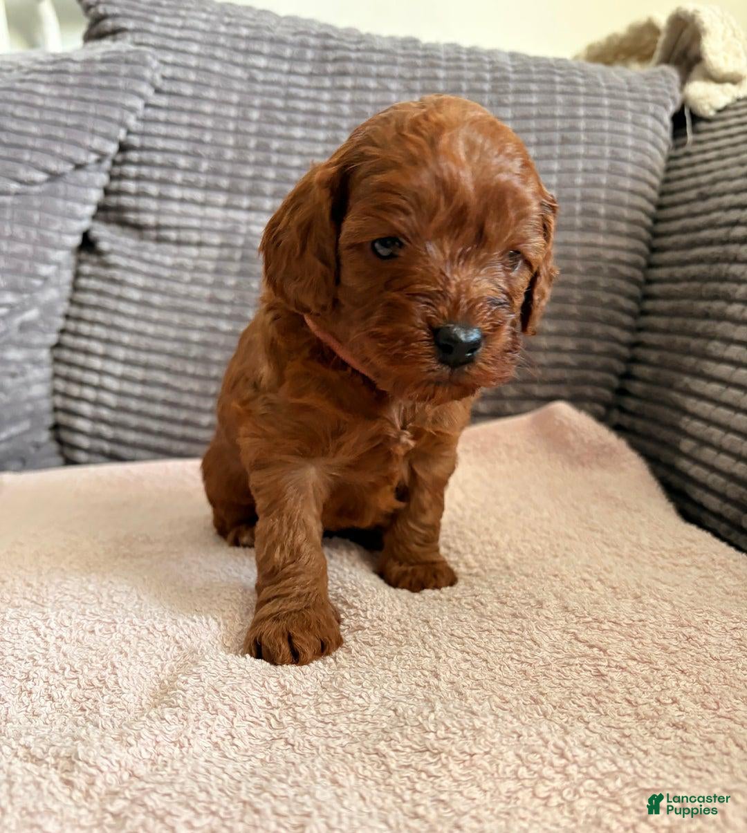 Cockapoo dogs Tracy - Ad 40