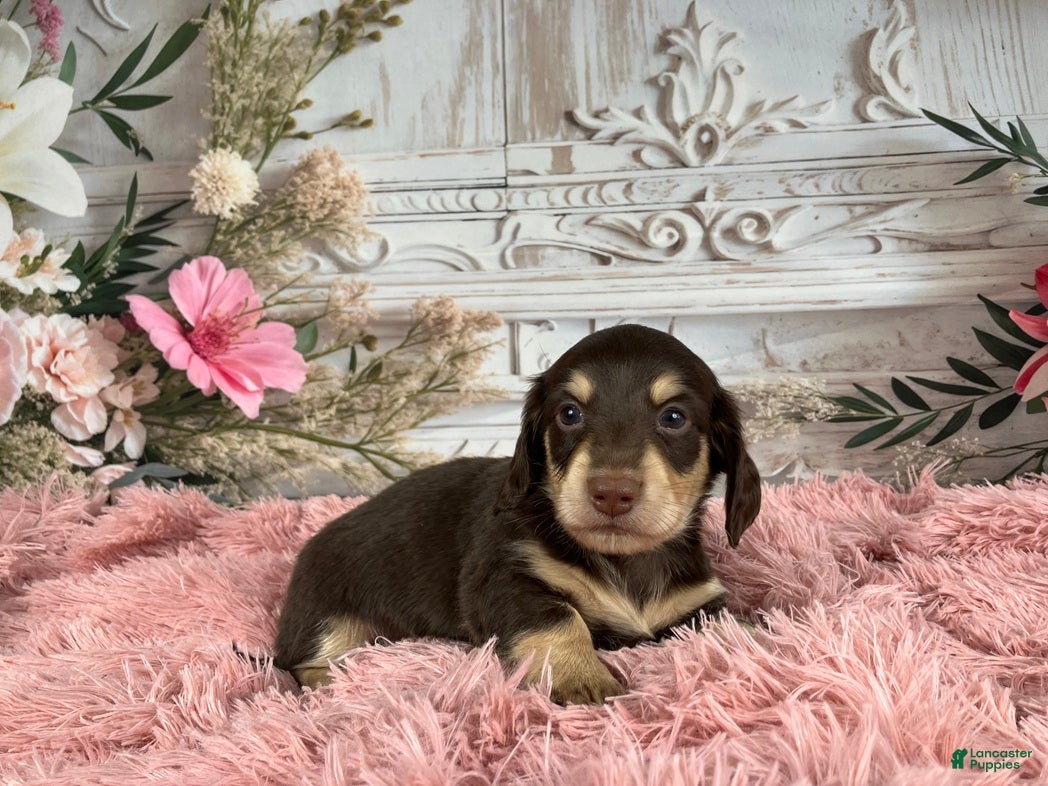 Miniature Dachshund dogs AKC-Ringo - Ad 34