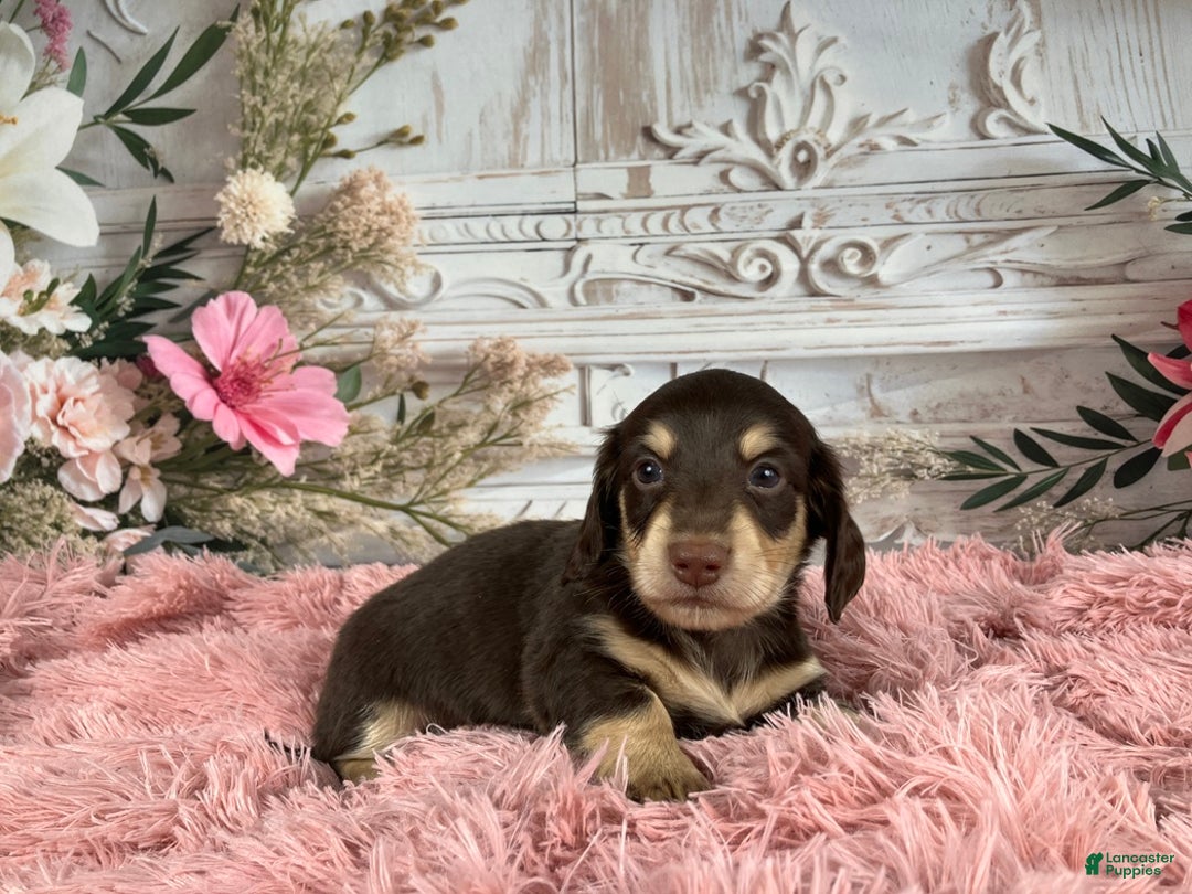 Miniature Dachshund dogs for sale: AKC-Ringo - Ad 1