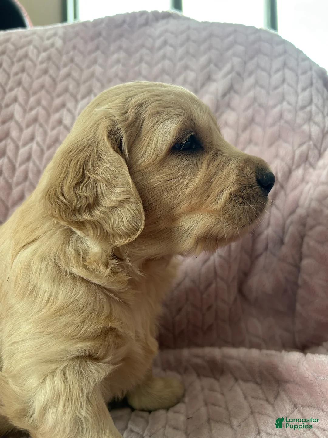 Golden Retriever dogs for sale: Snickerdoodle  - Ad 5