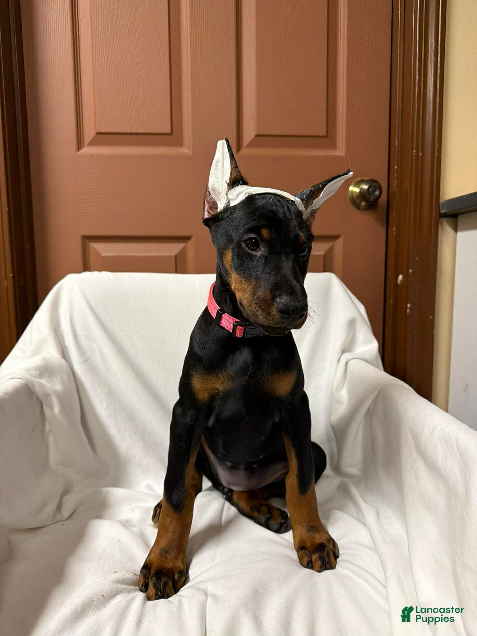 Doberman Pinscher dogs Female with ear crop - Ad 27