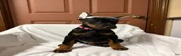 Doberman Pinscher dogs for sale: Female with ear crop - Ad 5