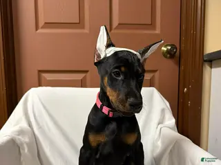 Doberman Pinscher dogs Female with ear crop - Ad 1