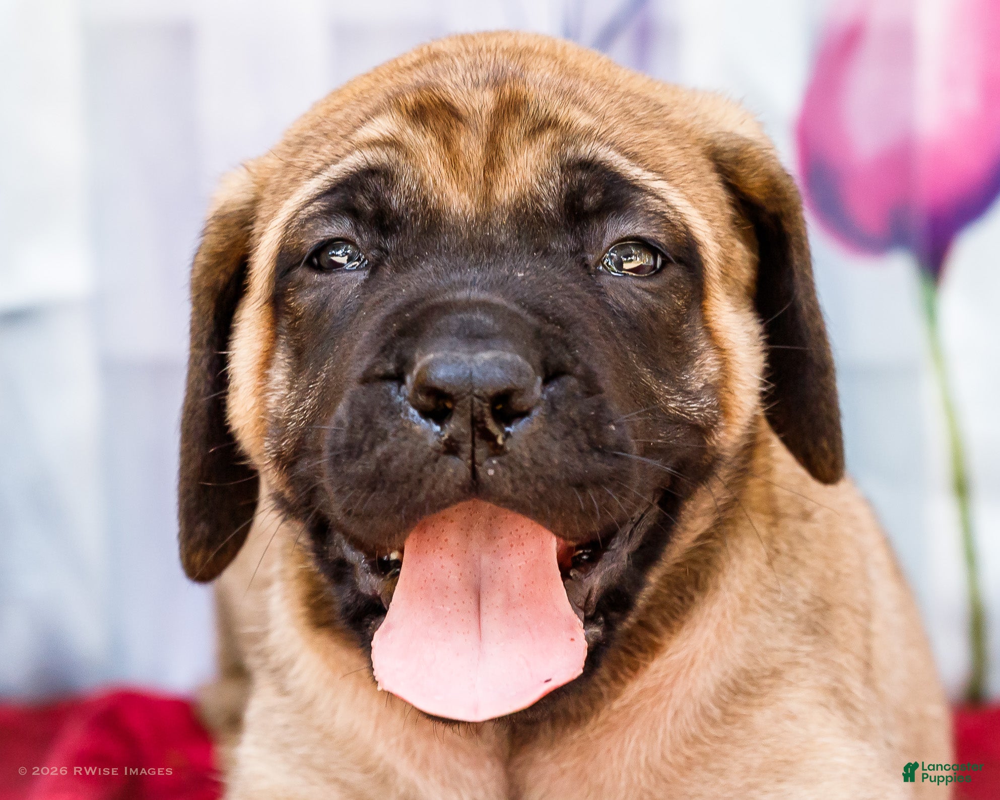 English Mastiff dogs Murphy - Ad 2