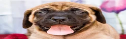 English Mastiff dogs for sale: Murphy - Ad 2
