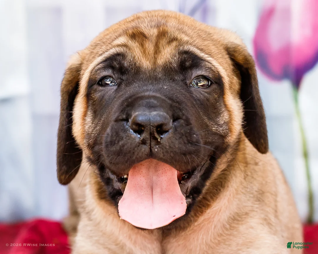 English Mastiff dogs for sale: Murphy - Ad 2