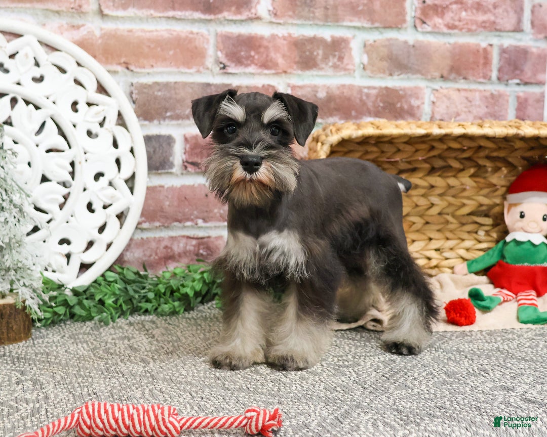 Miniature Schnauzer dogs for sale: Zahara - Ad 3