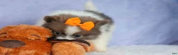 Pomeranian dogs for sale: Easton🐾 - Ad 10