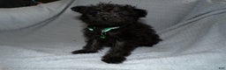 Pomapoo dogs for sale: Pomapoo Puppy 4 Tommy - Ad 2