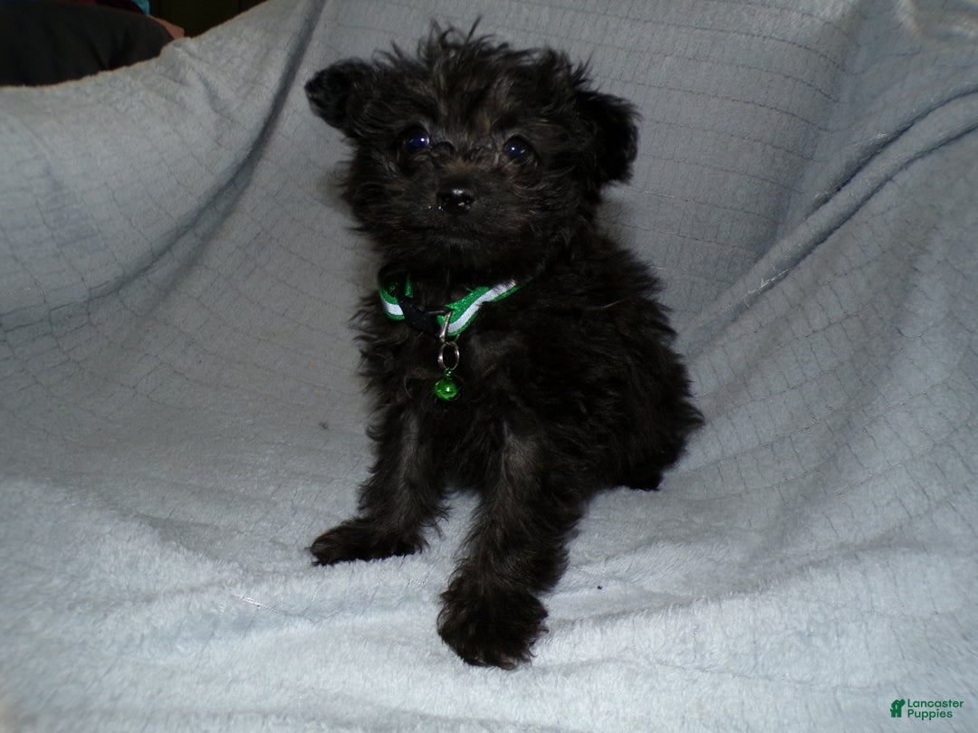 Pomapoo dogs for sale: Pomapoo Puppy 4 Tommy - Ad 2