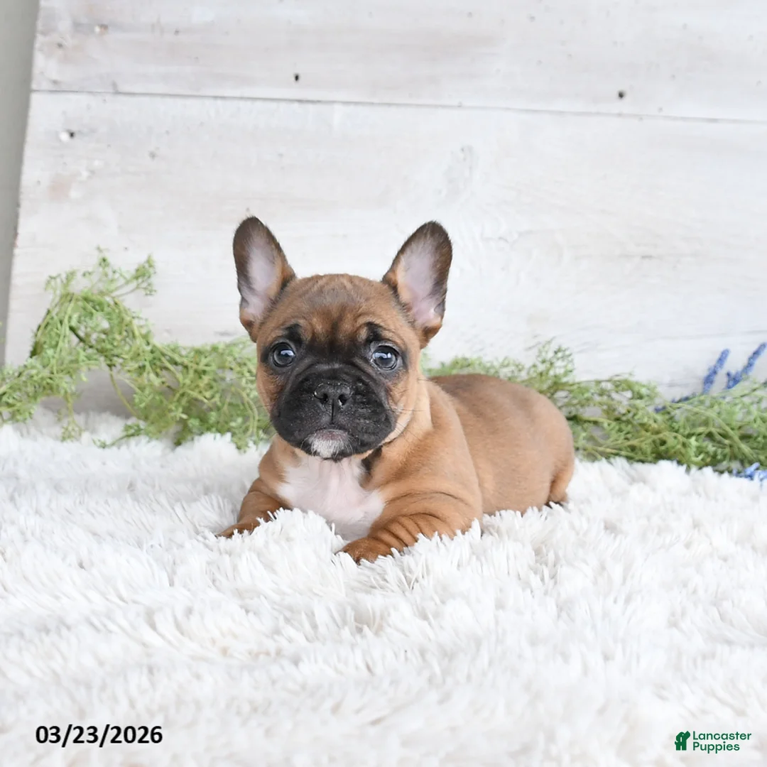 Mixed Breed dogs for sale: Tessa - Ad 1