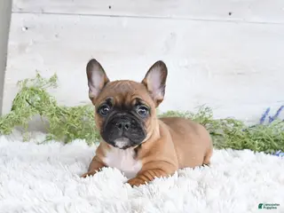 Mixed Breed dogs for sale: Tessa - Ad 3