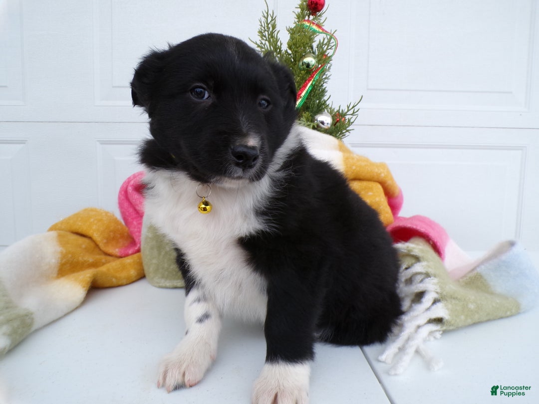 Border Collie dogs for sale: Border Collie Puppy 1 Scooter - Ad 2