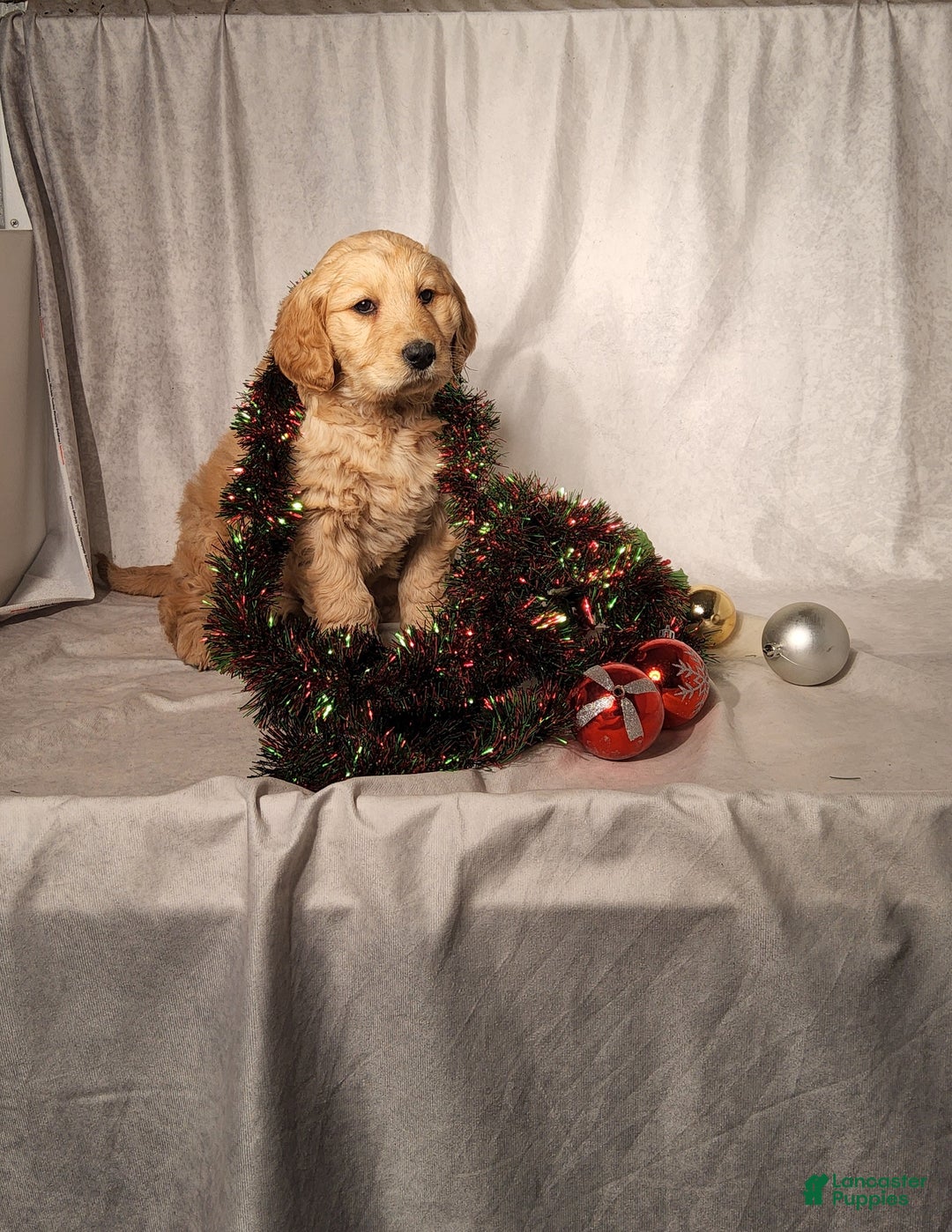 Goldendoodle dogs for sale: Becky - Ad 2