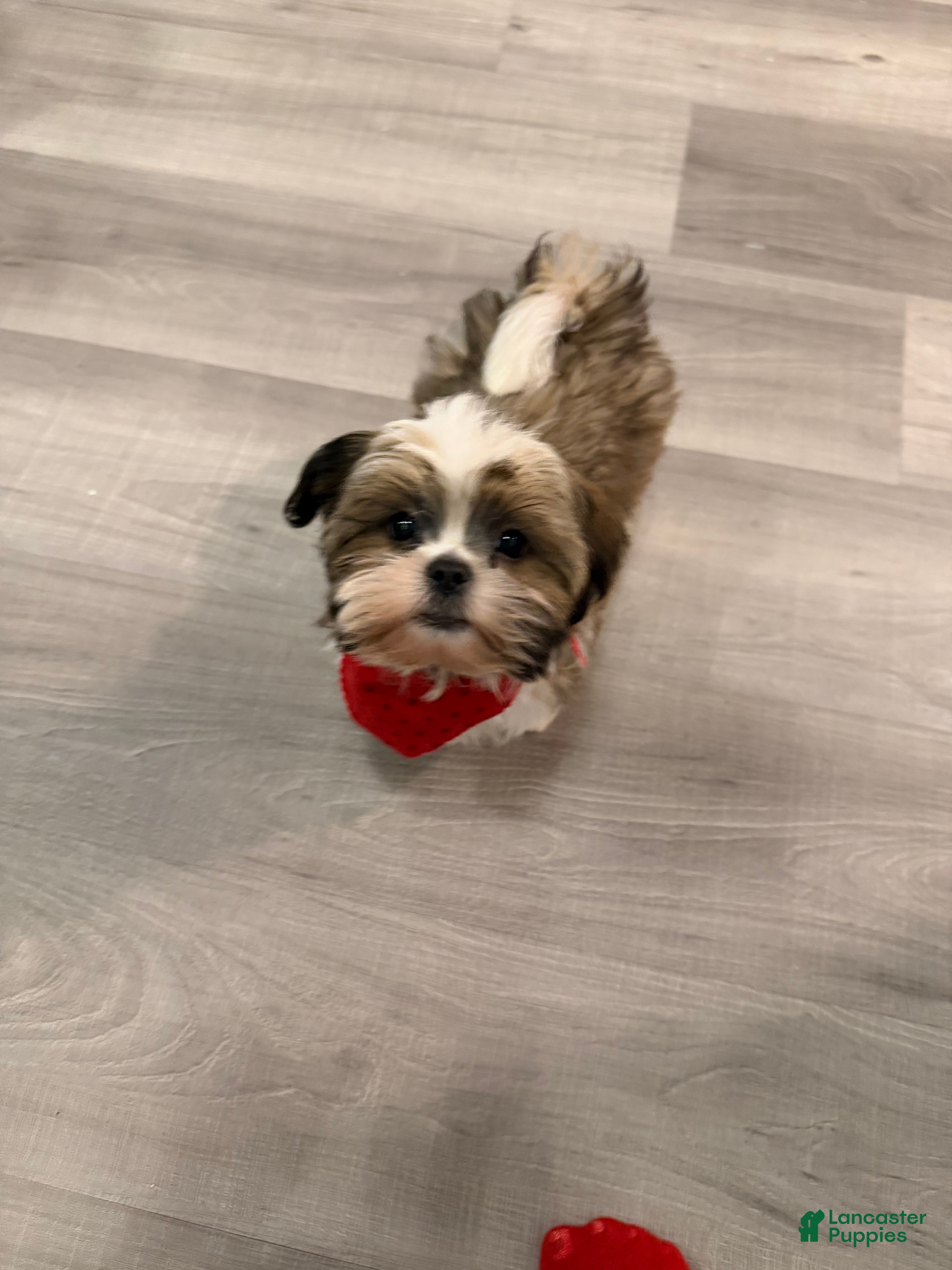 Shih Tzu dogs Teddy - Ad 1