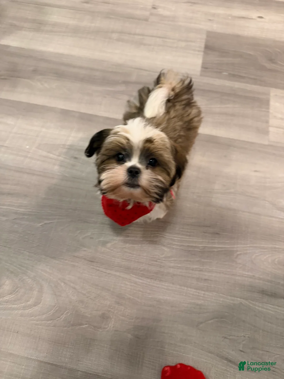 Shih Tzu dogs for sale: Teddy - Ad 1