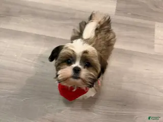 Shih Tzu dogs for sale: Teddy - Ad 1