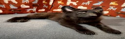 German Shepherd dogs for sale: Cooper - Ad 5
