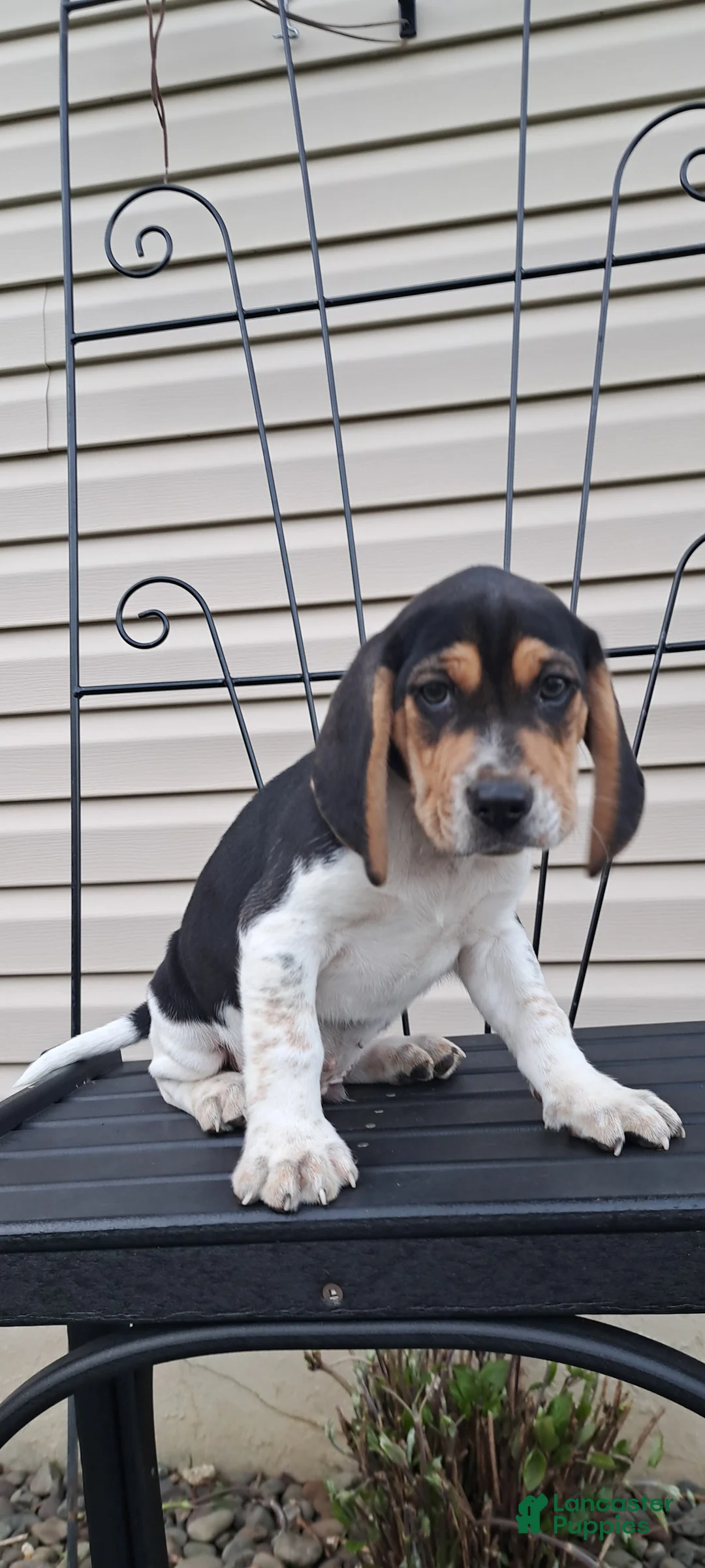 Beagle dogs for sale: TRACKER - Ad 2