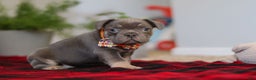 Frenchton dogs for sale: Archie - Ad 4