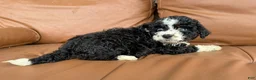 Mini Bernedoodle dogs for sale: Cookie - Ad 3