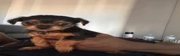 Mixed Breed dogs for sale: Autumn - Ad 1