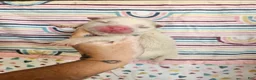 Chow Chow dogs for sale: Chow Chow 4 - Ad 1