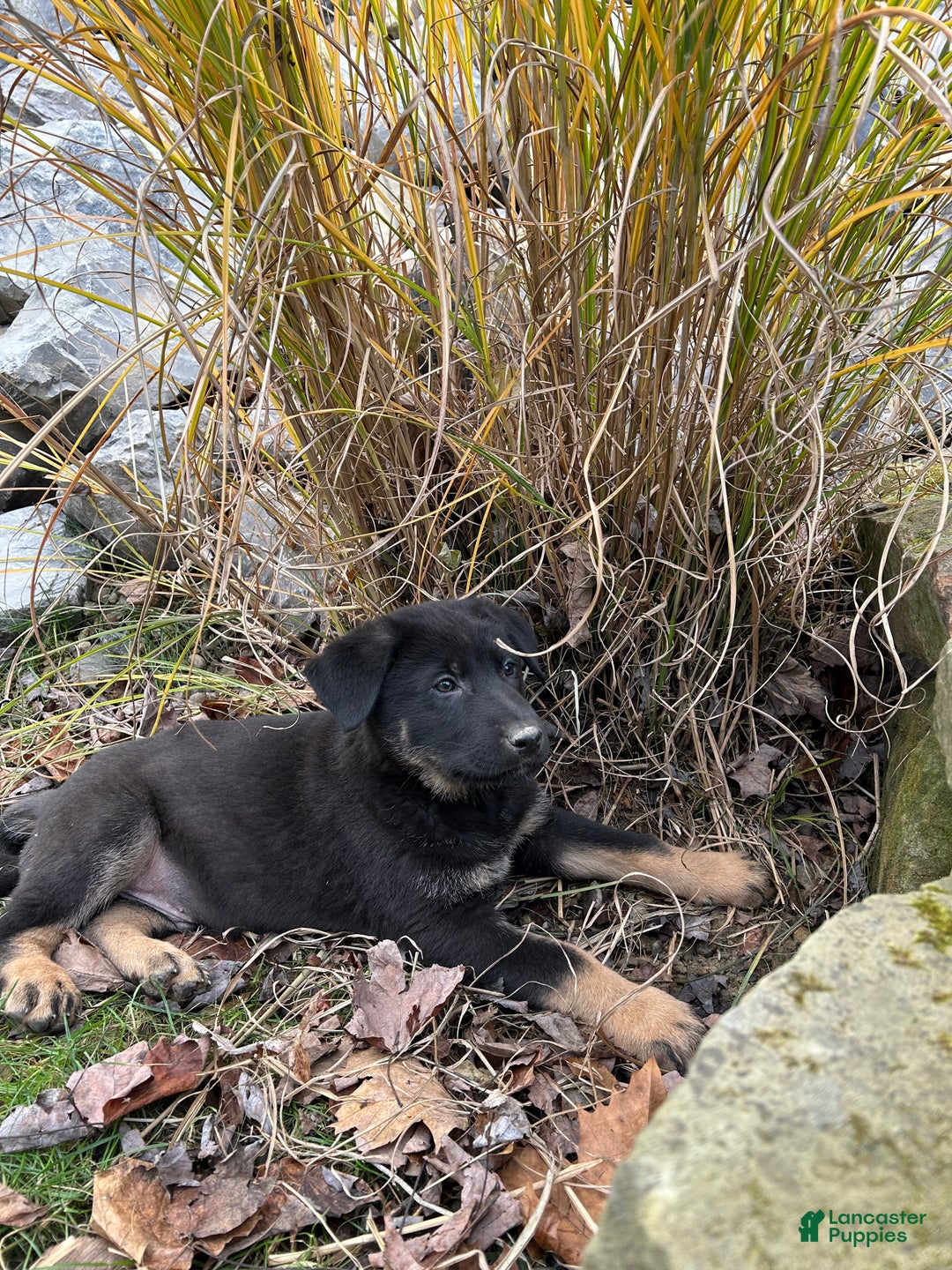 German Shepherd dogs for sale: Falcon  - Ad 2