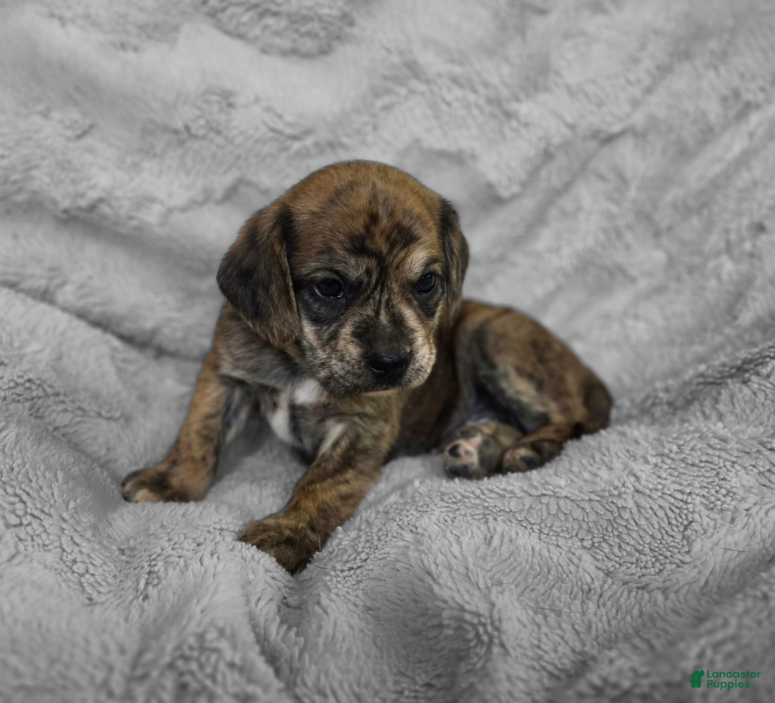 Puggle dogs for sale: Theo - Ad 1
