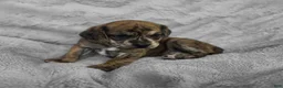 Puggle dogs for sale: Theo - Ad 1