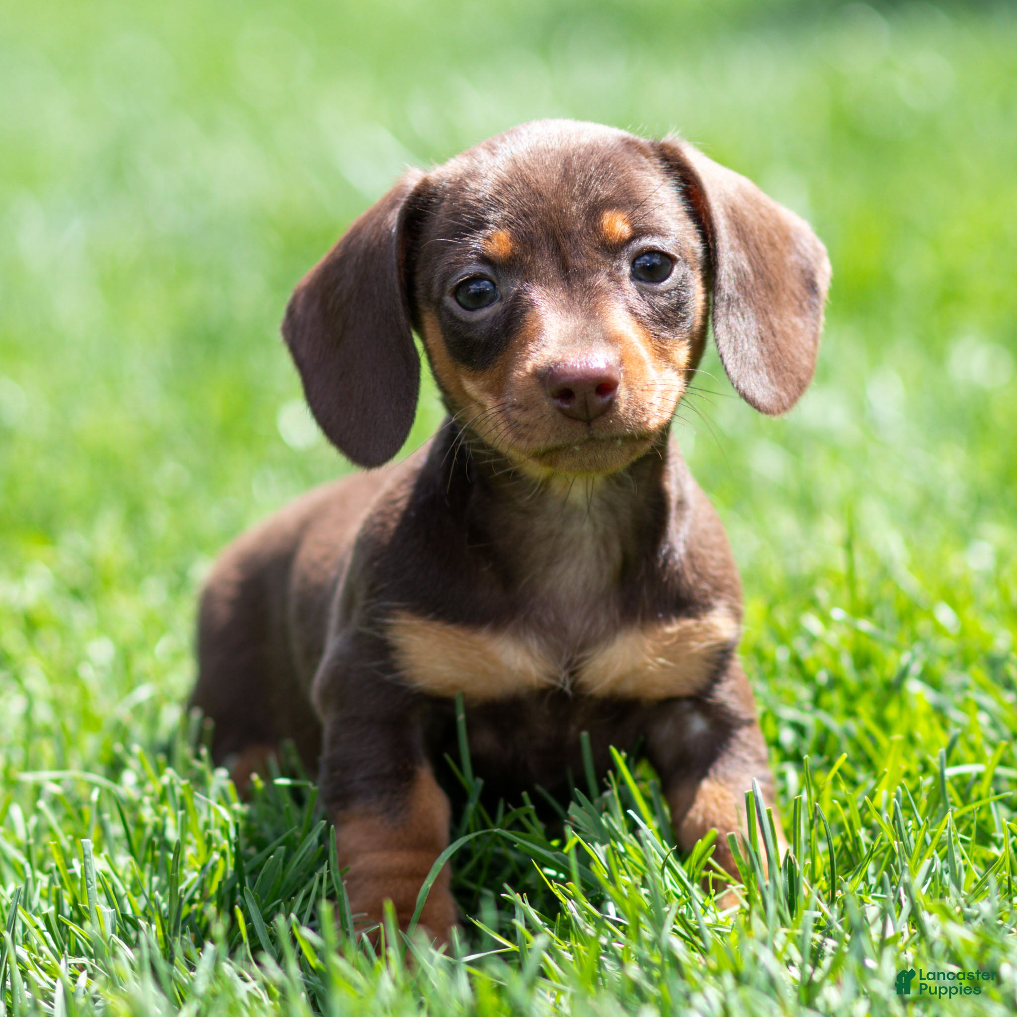 Miniature Dachshund dogs Mabel Miniature Dachshund Puppy  - Ad 1
