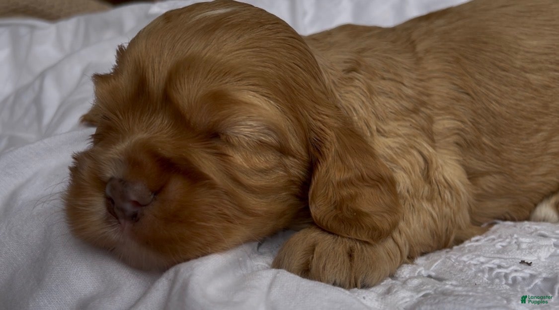 Mixed Breed dogs Noël - Ad 14