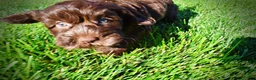 Havapoo dogs for sale: Coco - Ad 13