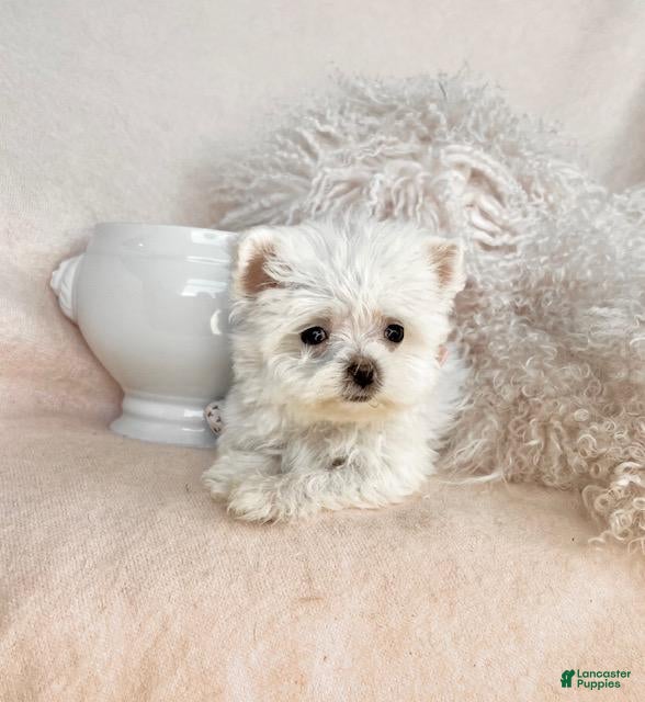 Maltese dogs Maltese Puppy 1 - Ad 2