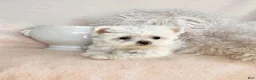 Maltese dogs for sale: Maltese Puppy 1 - Ad 2