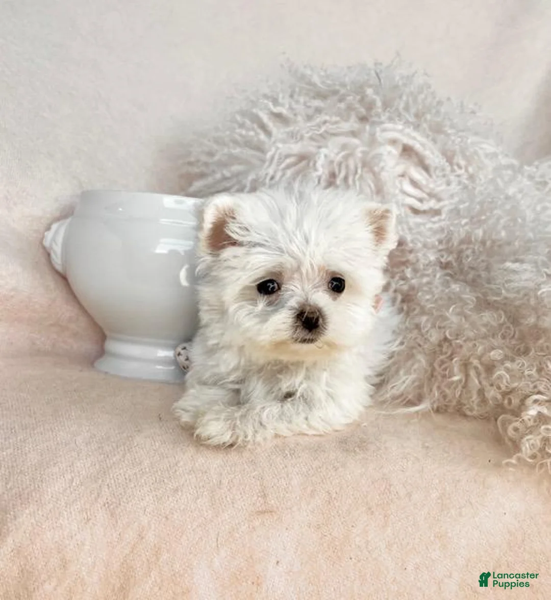 Maltese dogs for sale: Maltese Puppy 1 - Ad 2