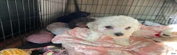 Mixed Breed dogs for sale:  Leo - Ad 3