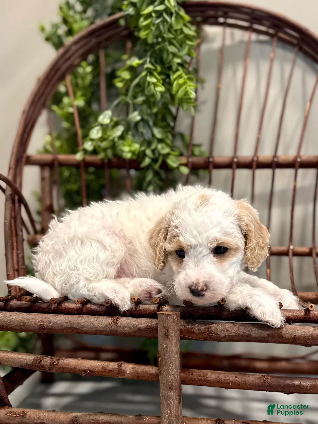 Mini Goldendoodle dogs for sale: Omar - Ad 6