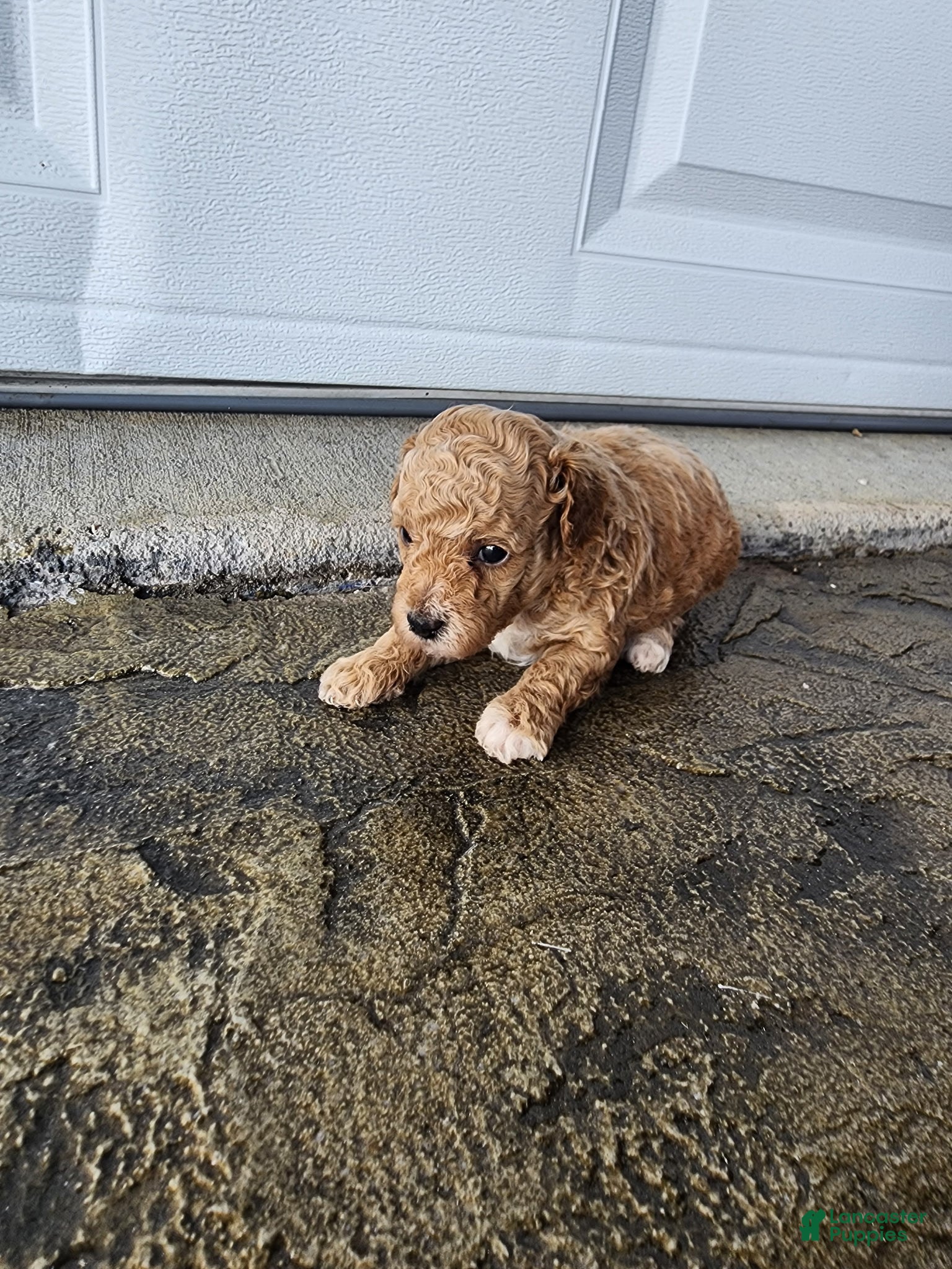 Toy Poodle dogs Toy Poodle 1 - Ad 2