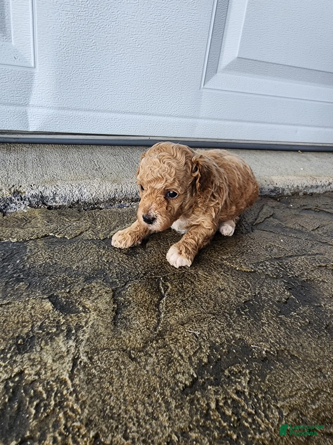 Toy Poodle dogs for sale: Toy Poodle 1 - Ad 2