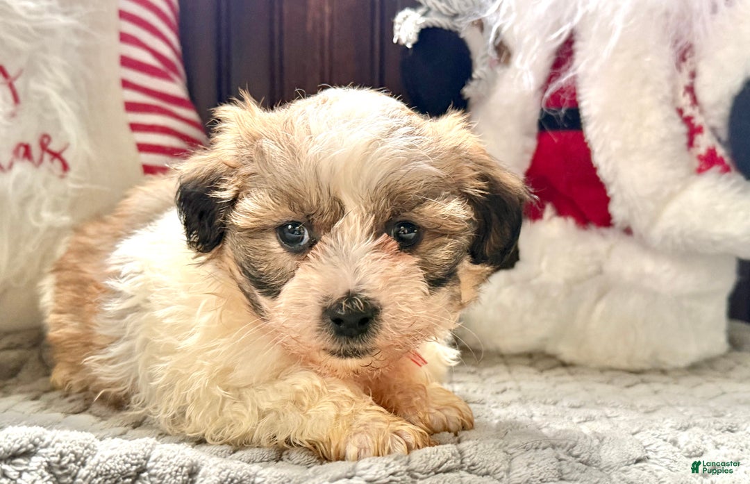 Teddy Bear dogs for sale: Roxy - Ad 2